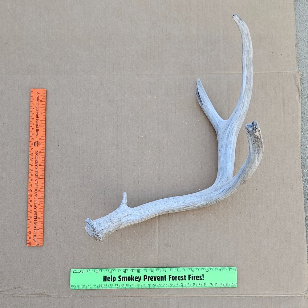 Genuine Mule Deer Shed Antler